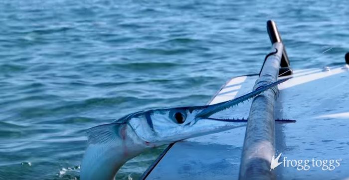 Ikan ceroang

