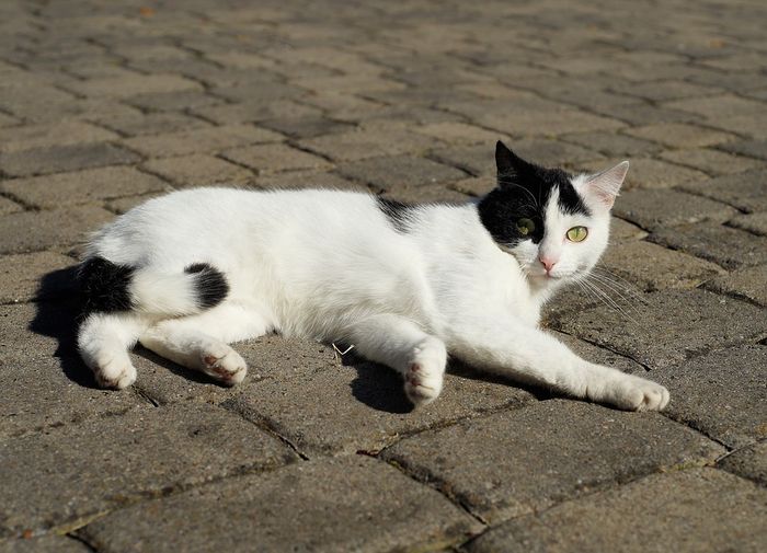 Sering Memanggil Kucing 'Pus'? Ini Panggilan Lain Kucing di Berbagai