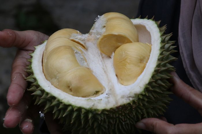 Ilustrasi sopir angkot meninggal karena terlalu banyak makan durian