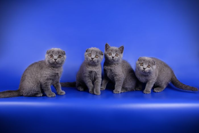 5 Fakta Unik Scottish Fold, Kucing Lucu yang Telinganya Terlipat ke