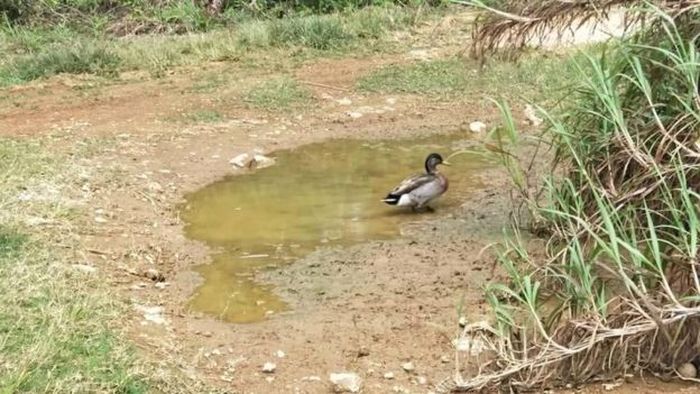 600 Gambar Bebek Banyak HD 600 Gambar Bebek Banyak HD
