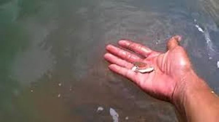 Ikan cupang doyan jentik nyamuk sehingga tepat disebar di genangan air untuk memberantas demam berdarah dengue.