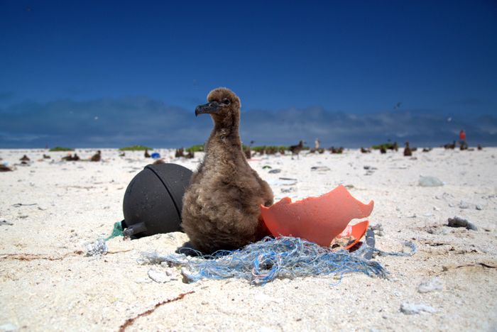 Hewan Apa Saja yang Terkena Dampak Sampah Plastik di Lautan? Bobo
