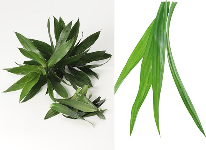 Cara Membuat Air Daun Suji Untuk Pewarna Hijau Yang Cantik
