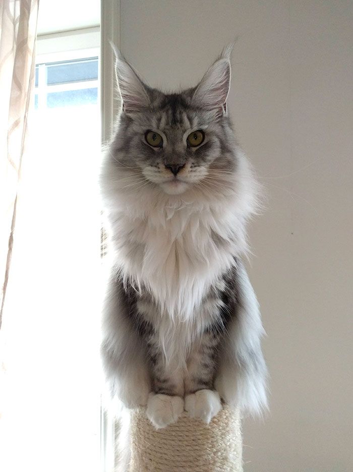 Maine Coon Bisa Tumbuh Hingga 1 Meter, Lihat Foto-Foto Anak Maine Coon