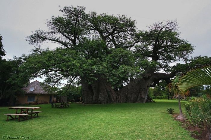 Pohon Baobab yang berlubang, diubah menjadi bar