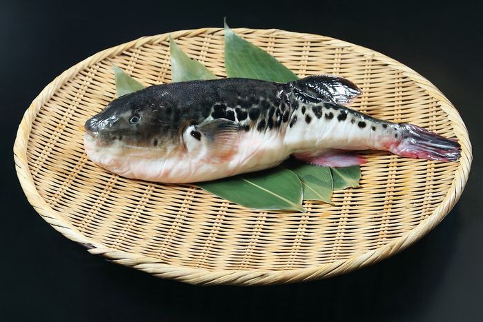 Makanana beracun dan Mematikan