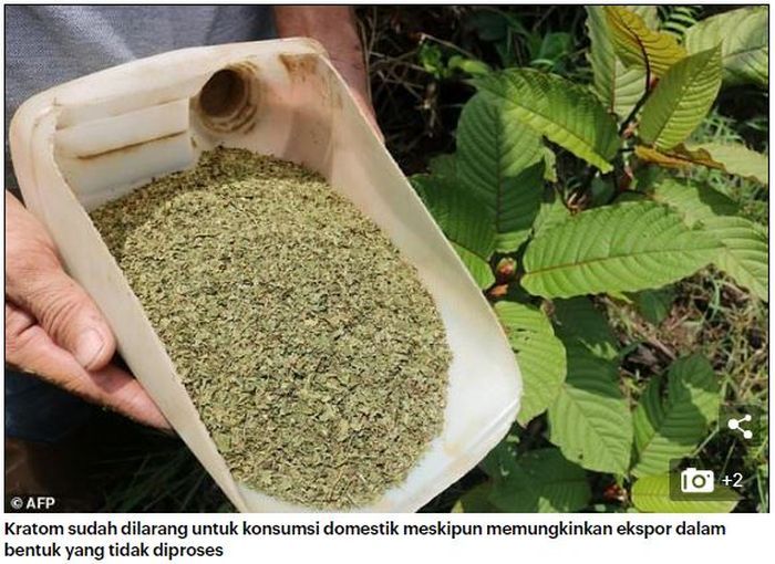 Daun Kratom yang telah diuban menjadi bubuk