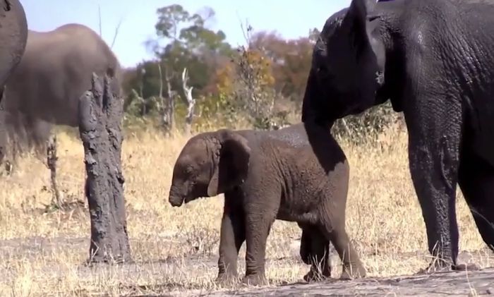 Unduh 67 Gambar Gajah Banyak Terbaik HD