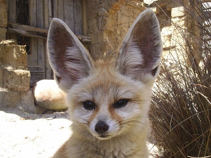 Rubah Fennec Punya Telinga yang Sangat Besar, Untuk Apa, ya? Bobo