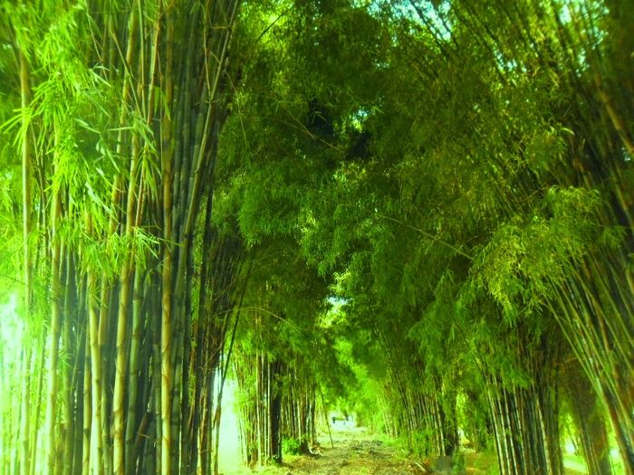 Surabaya Bamboo Forest