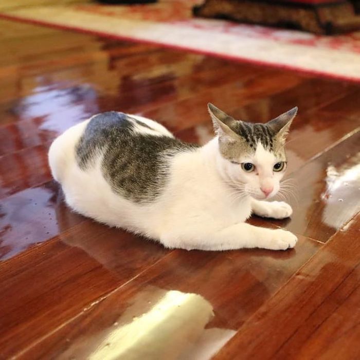 Bobby kucing milik Prabowo Subianto