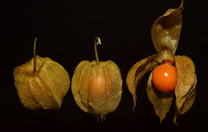 5 Buah Ini Sangat Langka dan Jarang Orang Ketahui, Pernah Lihat