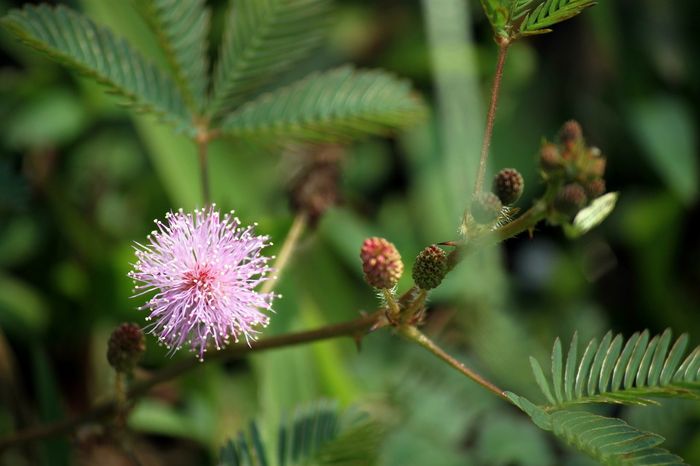Manfaat tanaman putri malu atau Mimosa pudica