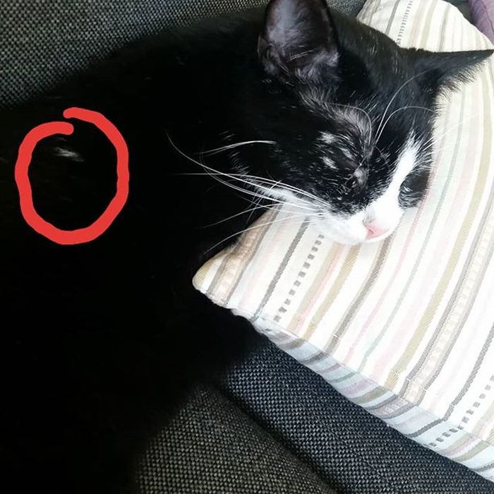 Gambar Kucing Hitam Putih Imut – pulp