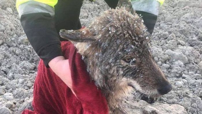 Dikira Menyelamatkan dan Membawa Anjing, Eh Ternyata Serigala Semua