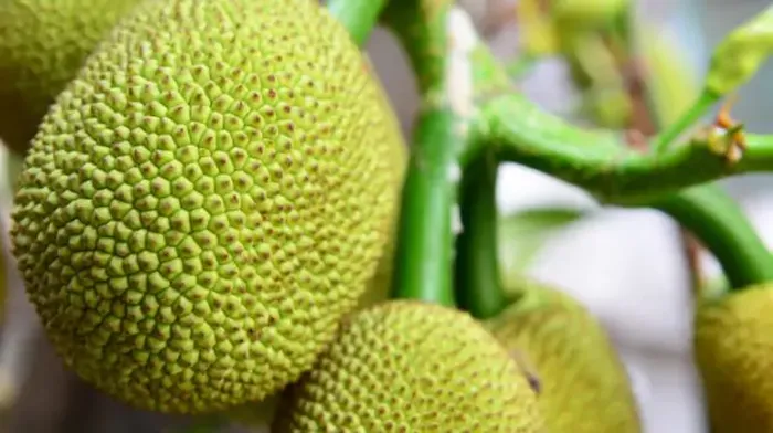 Mengapa Nangka Baik Untuk Diabetes?
