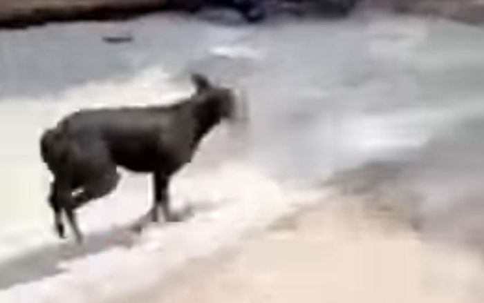Ngeri Video Anjing Liar Yang Bawa Kabur Bayi Baru Lahir Untuk