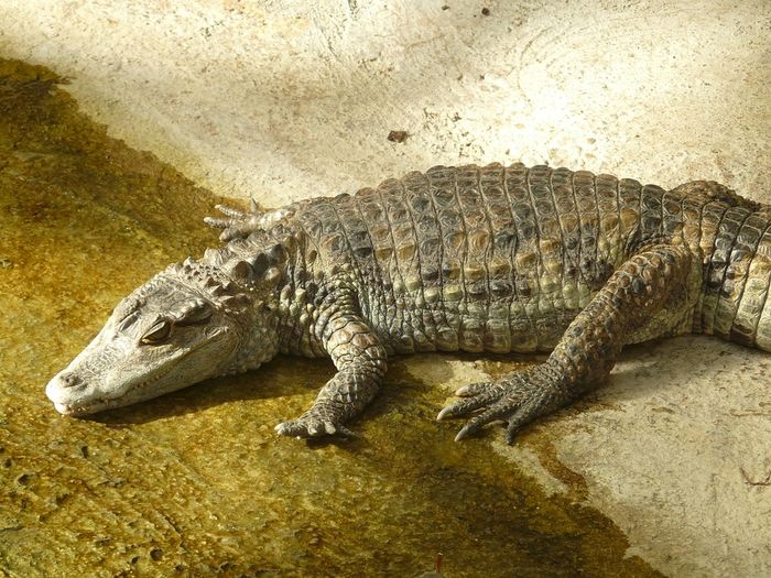 Perbedaan Buaya, Aligator, Caiman, dan Gharial AkuBacaAkuTahu Bobo