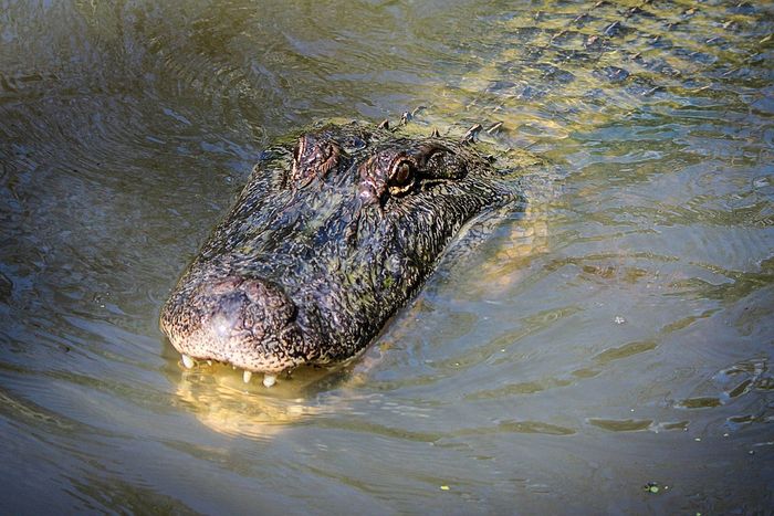 Perbedaan Buaya, Aligator, Caiman, dan Gharial AkuBacaAkuTahu Bobo