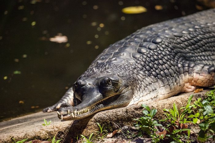 Perbedaan Buaya, Aligator, Caiman, dan Gharial AkuBacaAkuTahu Bobo