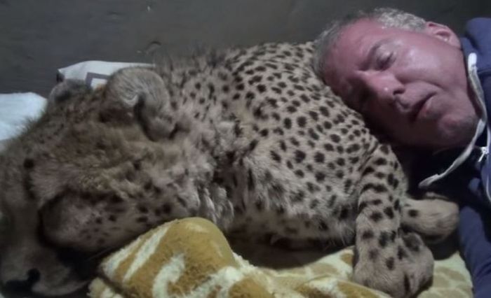 Dolph dan cheetah di foto dari jarak yang lebih dekat.