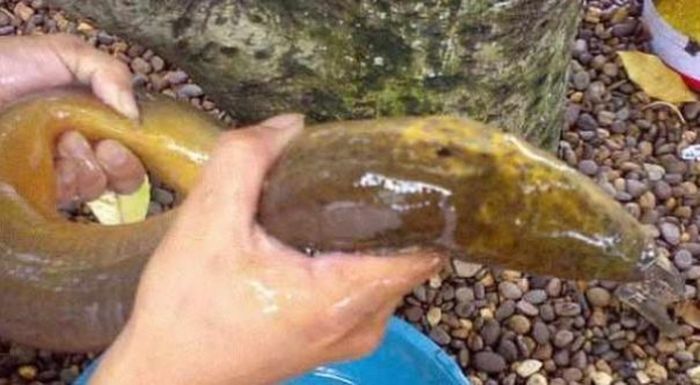 Belut raksasa ini berhasil ditangkap, harganya sungguh fantastis.