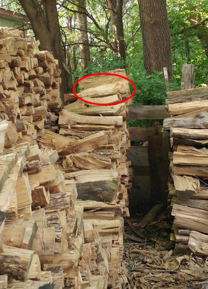 Bisakah Kamu Temukan Kucing di 10 Gambar Ini? Kalau Bisa, Kamu Hebat