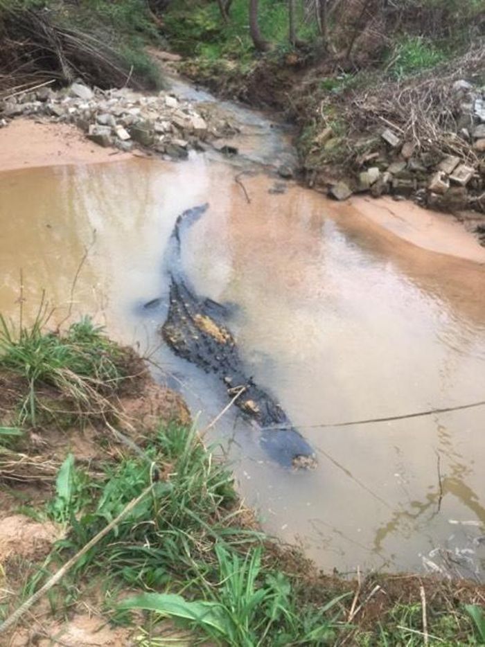 Buaya Raksasa Sepanjang 4 Meter dengan Berat 300 Kg