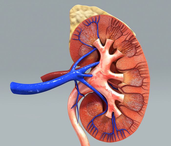 Download 7500 Koleksi Gambar Ginjal Asli Manusia  Gratis HD