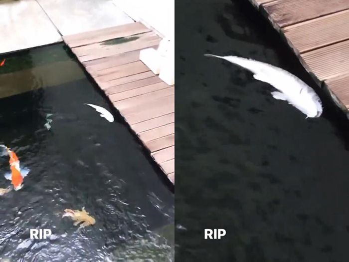 Nicholas Sean takut dibunuh sang ayah, Ahok karena Ikan yang mati