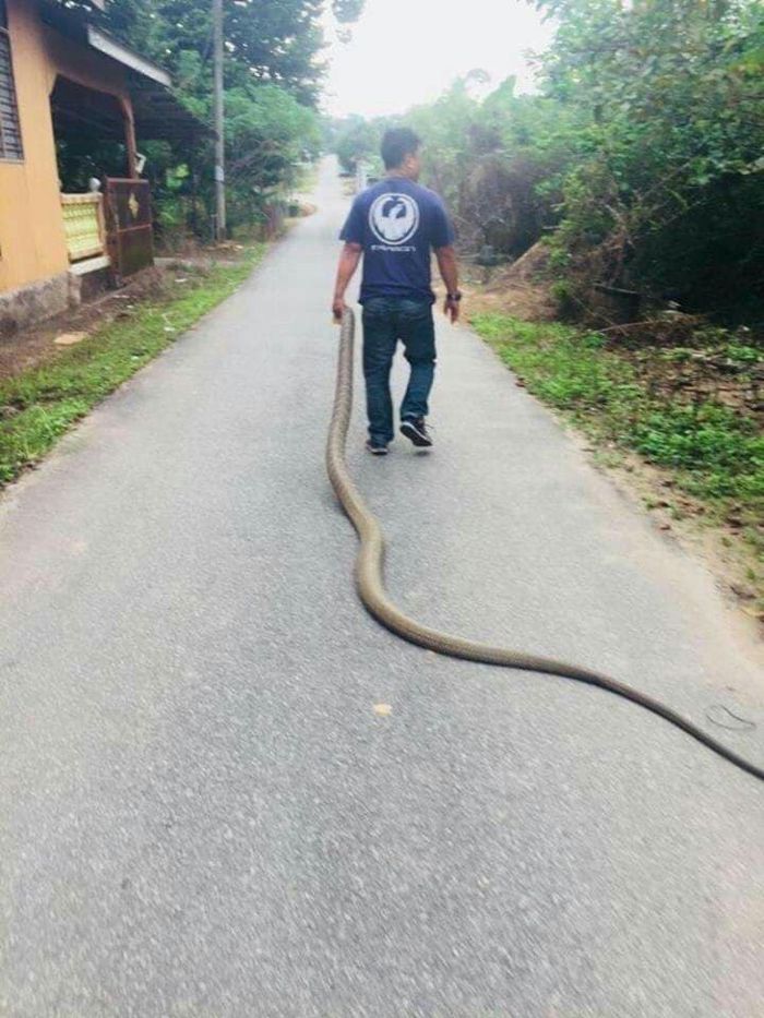 Aksi Hamdan si raja ular menangkap ular raksasa dengan satu tangan.