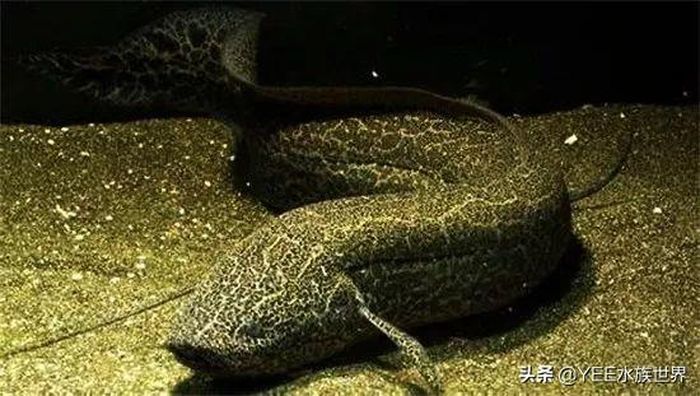 Lungfish Ikan Mayat Hidup Yang Mampu Bertahan Hidup Selama 4 Tahun Meski Tanpa Air Semua Halaman Intisari