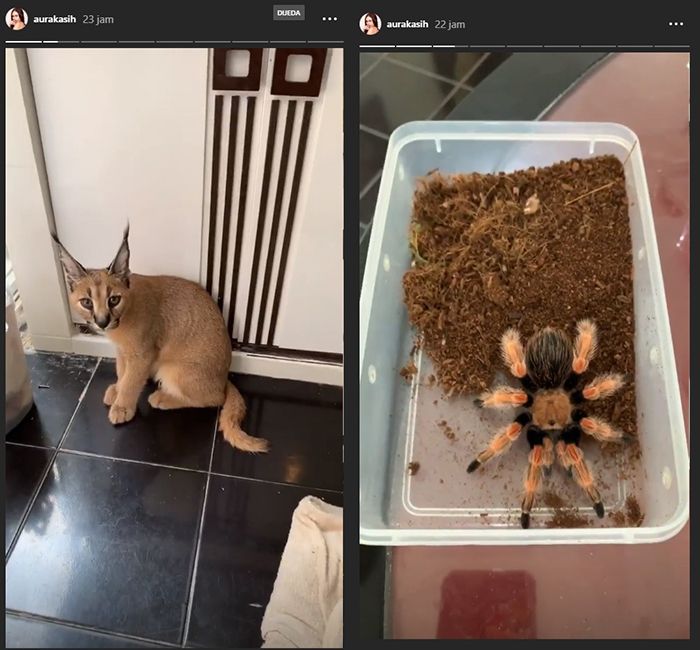 Hewan peliharaan Aura Kasih lainnya adalah kucing, dan tarantula.