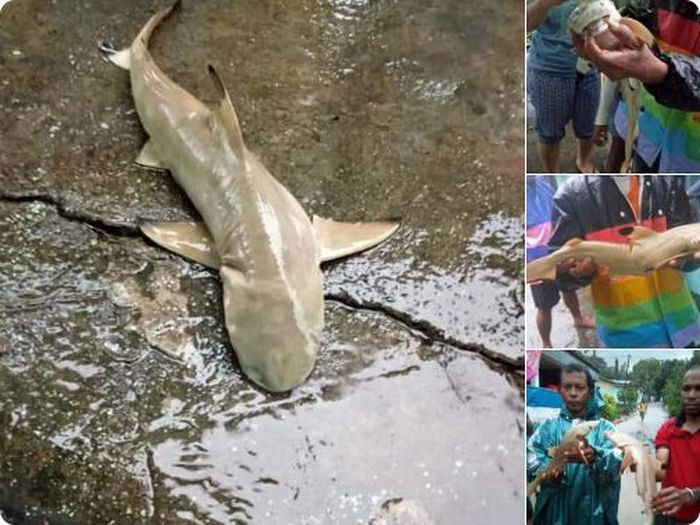 Kumpulan Kolase Ikan Hiu HD Terbaik