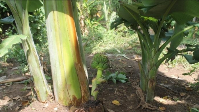 Batang pohon pisang