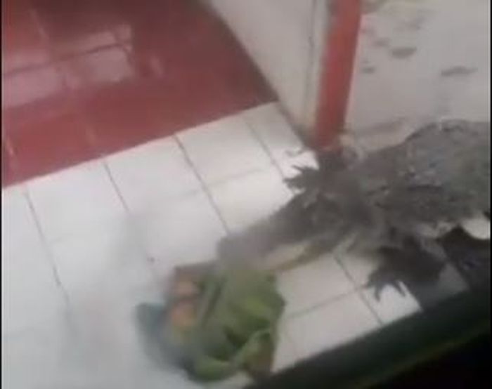 67+ Gambar Kolase Ikan Hiu Gratis