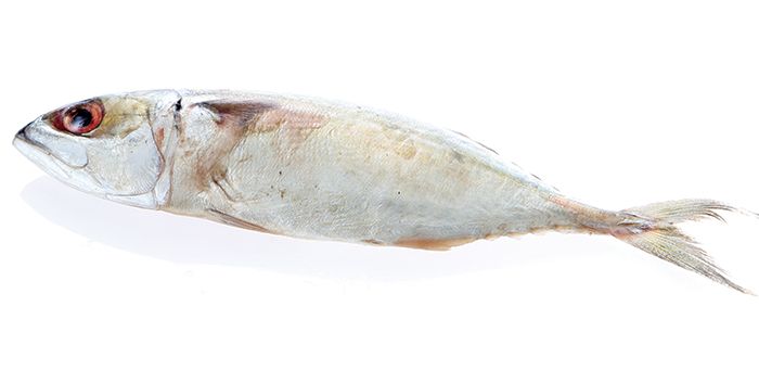 Ikan Kembung