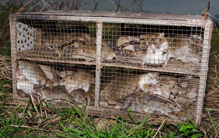 Tikus-tikus yang ditangkap di sawah.