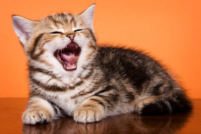 Selain 'Meong', Inilah Sebutan Suara Kucing dari Berbagai Negara, Bisa