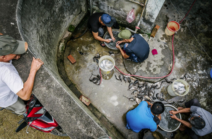 Tikus direndam dengan air panas untuk menghilangkan bulunya.