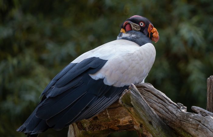 Selain Burung Elang, Inilah 5 Hewan yang Penglihatannya Super Tajam Bobo