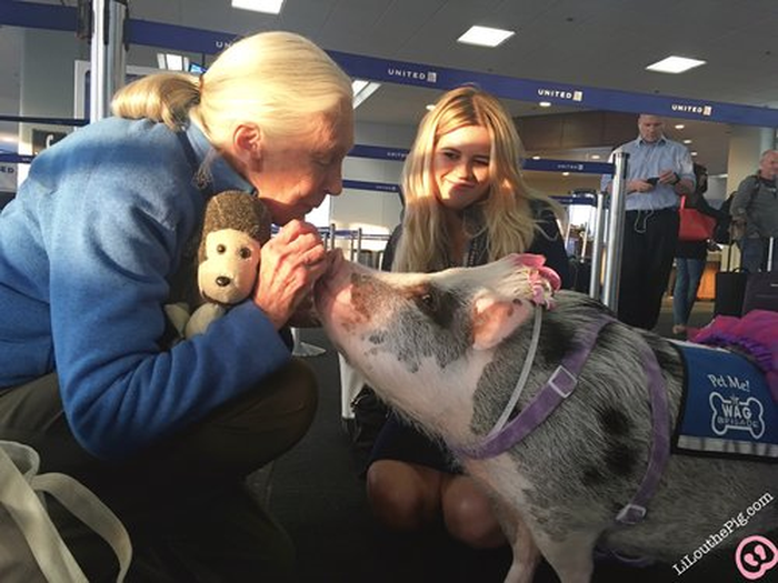 Wah, Bandara Ini Punya Therapy Animals untuk Menenangkan Penumpang Bobo