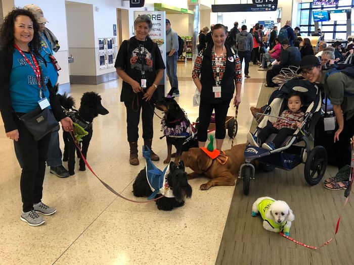 Wah, Bandara Ini Punya Therapy Animals untuk Menenangkan Penumpang Bobo