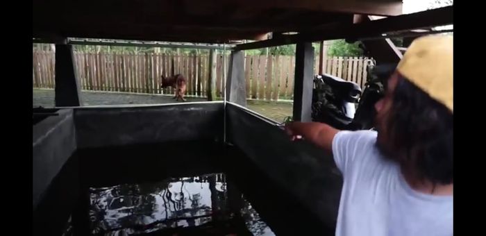 Mengintip Rumah Komedian Dodit Mulyono Ada Kolam Ikan Dan Kandang