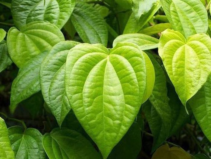 Cara Mengobati Jantung Bengkak Dengan Daun Sirsak Daun Sirih Untuk Gusi Bengkak