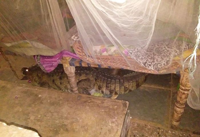 Buaya tersebut diketahui sedang hamil.