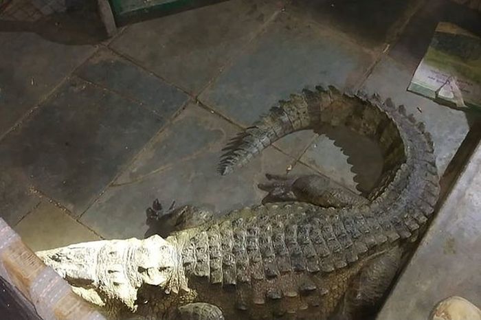 Petugas mengamankan buaya ini dan mengembalikannya ke alam liar.