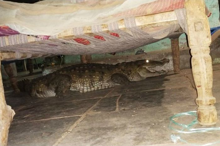 Temuan buaya di bawah ranjang tempat tidur.
