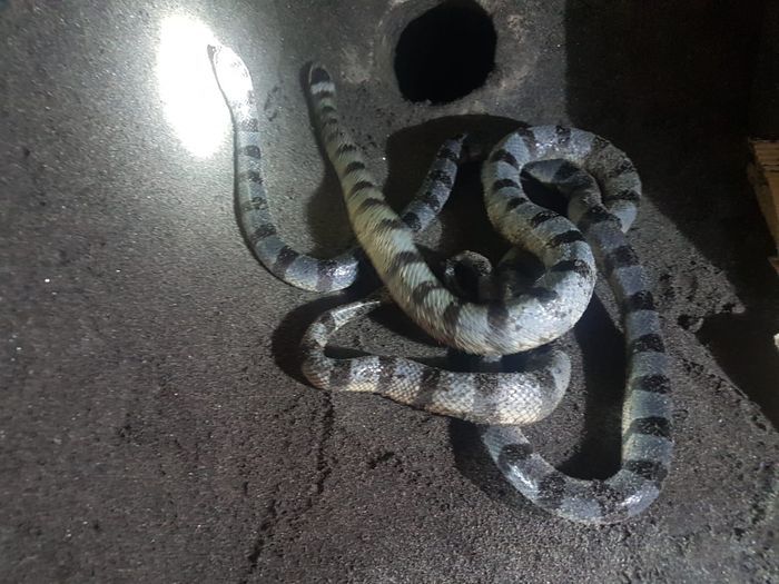 Lebih Berbisa Dari Kobra, Inilah Ular Suci Penjaga Pura Tanah Lot Bali yang Tak Mau